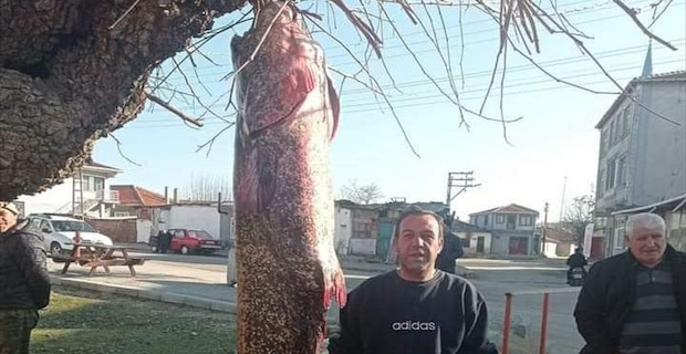Balıkçının ağına, 2 metre 30 santimetre boyunda yayın balığı takıldı