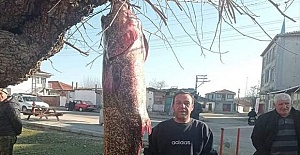 Balıkçının ağına, 2 metre 30 santimetre boyunda yayın balığı takıldı